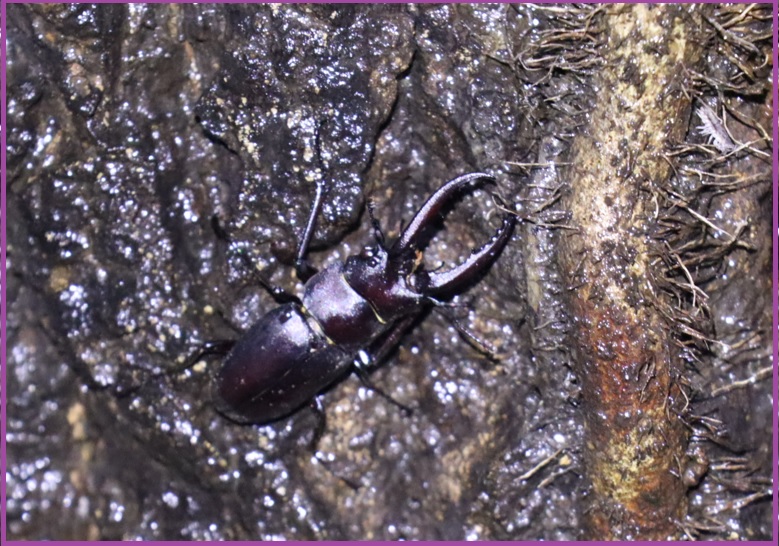 ノコギリクワガタ♂2匹目_No．4のクヌギ_クワガタ達のオアシス _2023年6月12日20時10分気温21度 小雨